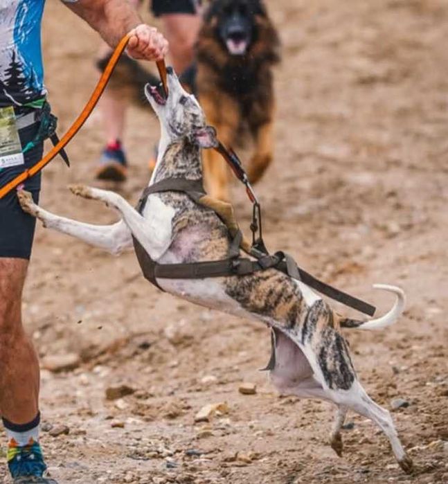Szelki dla psa Non-Stop Dogwear Freemotion harness WD canicross rozm 4