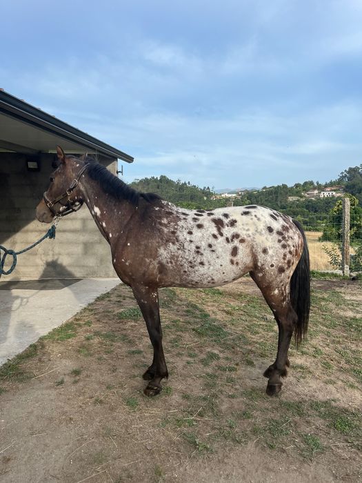 Égua appaloosa 4 anos