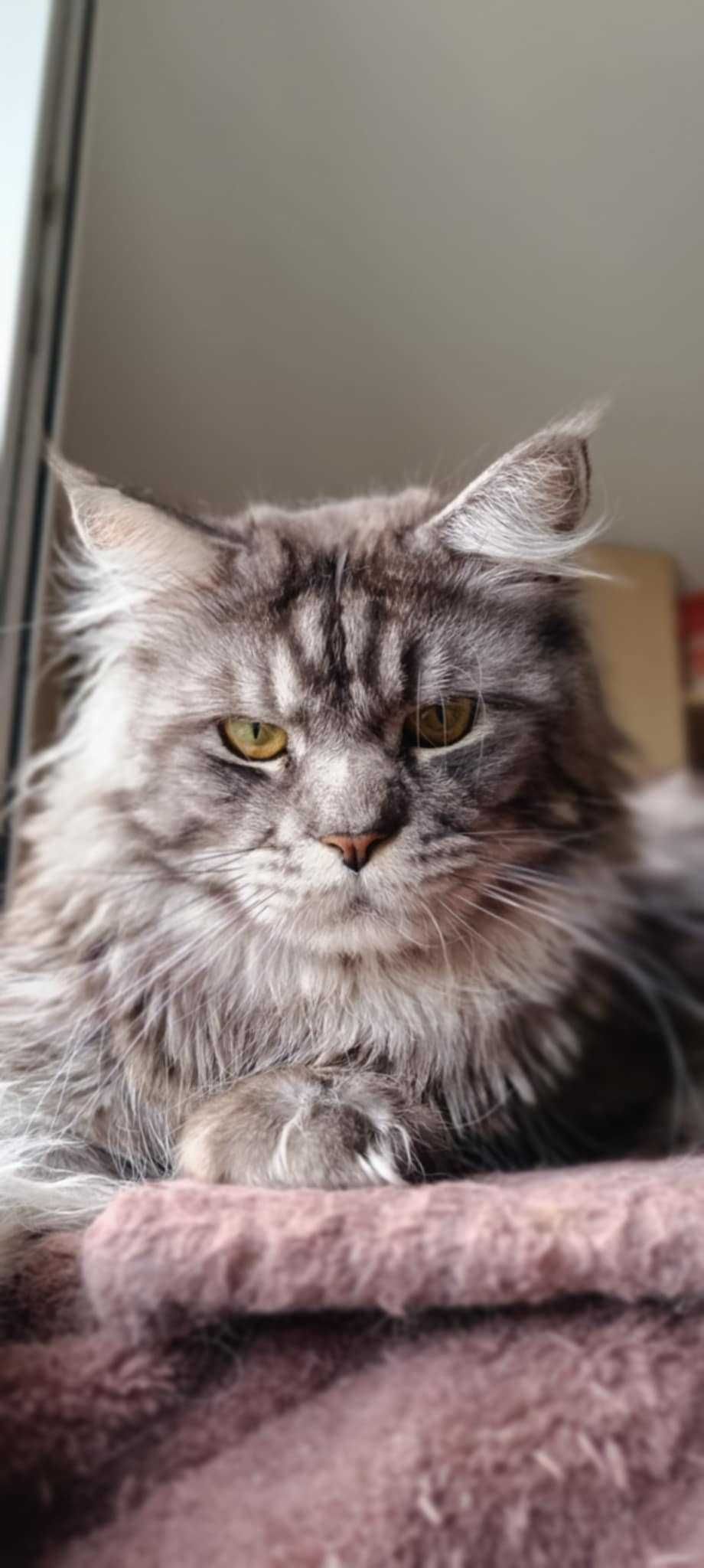 Oddam w dobre ręce kota Maine coon