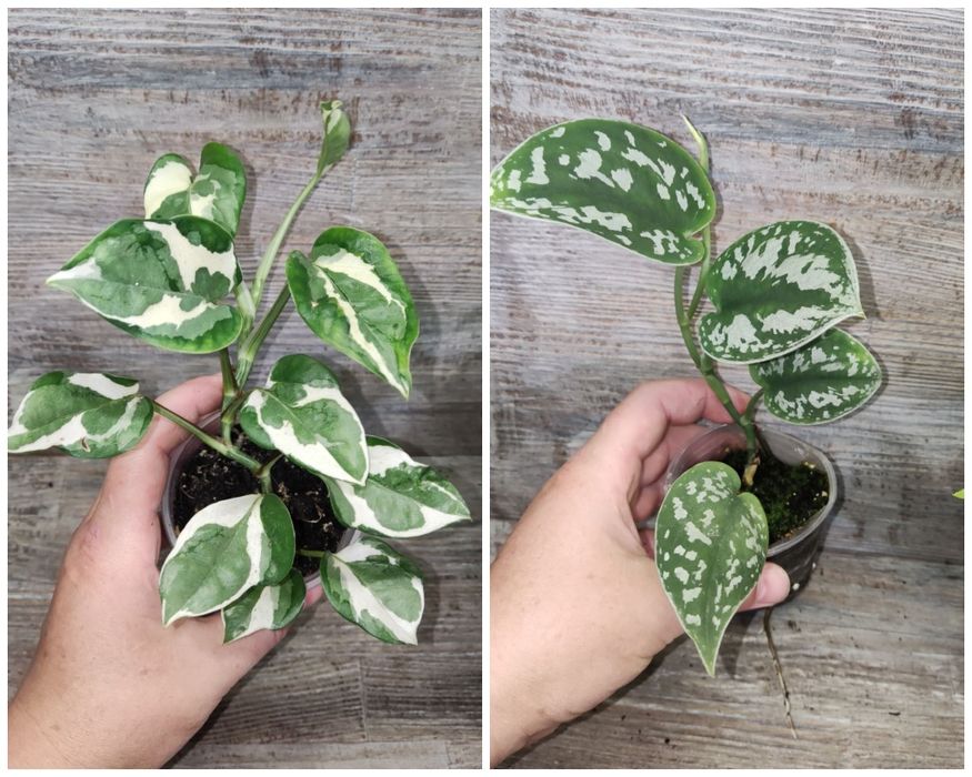 Пропонуємо Епіпремніум Epipremnum, сциндапсус, тропічна ліана.