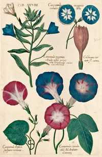 Kwiaty - Botanika reprodukcje XVIII w. grafik