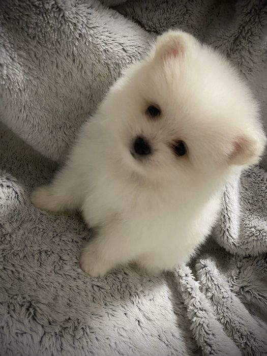 Мальчик померанского шпица