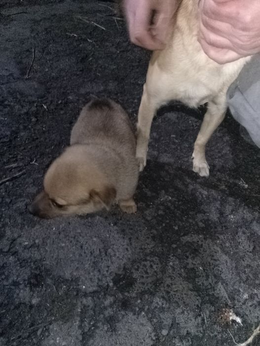 Oddam pieski mieszance