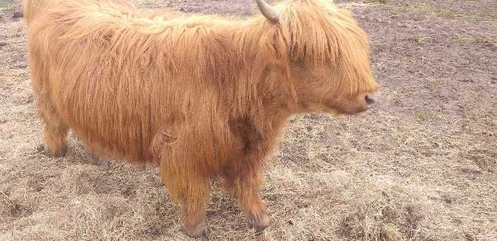 Highland cattle mlode bydło ponownie dostępne.