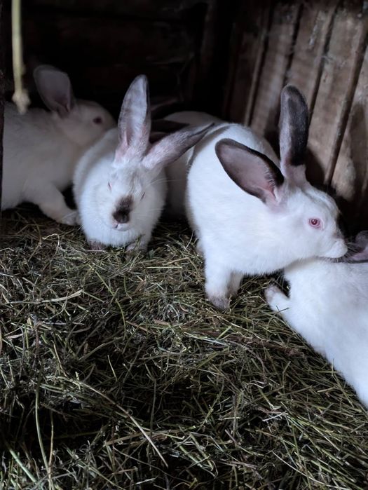 Кролі свійські різних порід