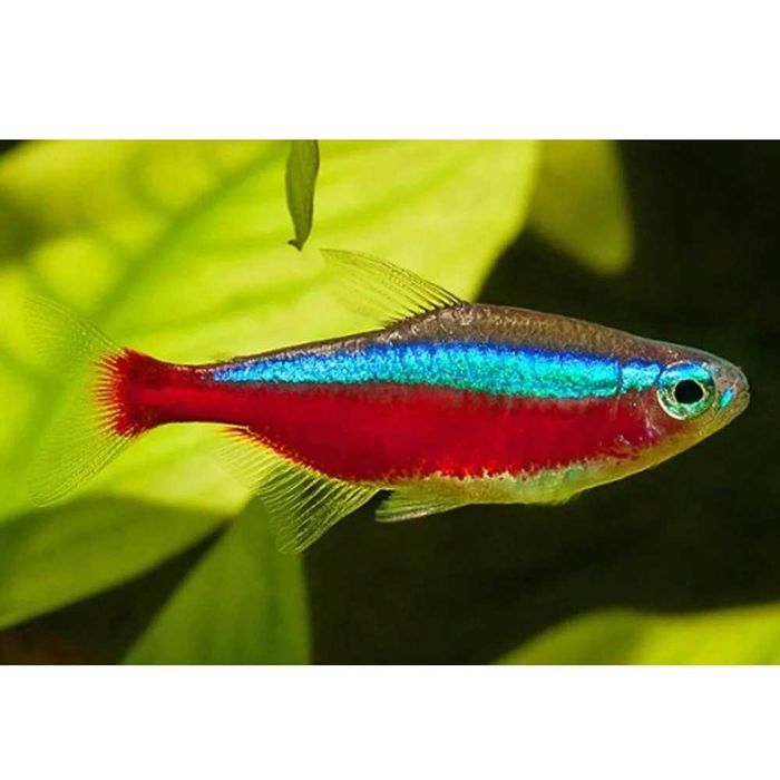 Neon czerwony XL SKLEP ŻYRAFA