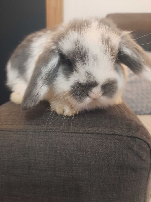 Króliki baranek miniaturka karzełek mini lop