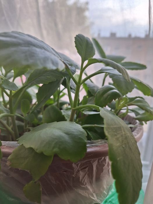 Żyworówka pierzasta pinnata 4 sztuki