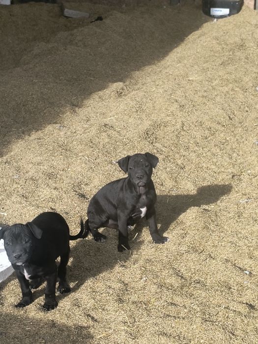 Szczenię Pitbull Rasowy