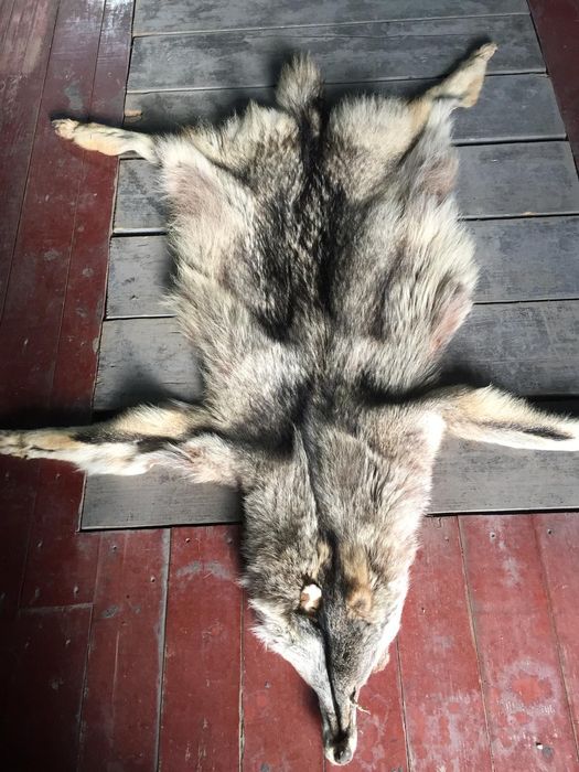 Шкура     волка.