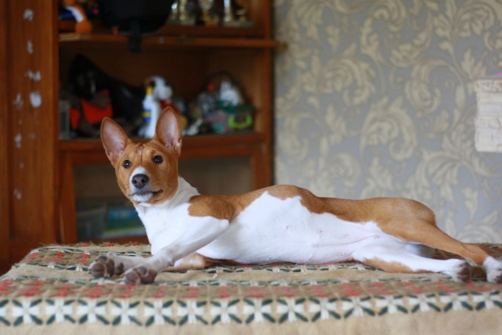 Неперевершена красуня, басенджи Basenji,  Класна дівчинка! КСУ
