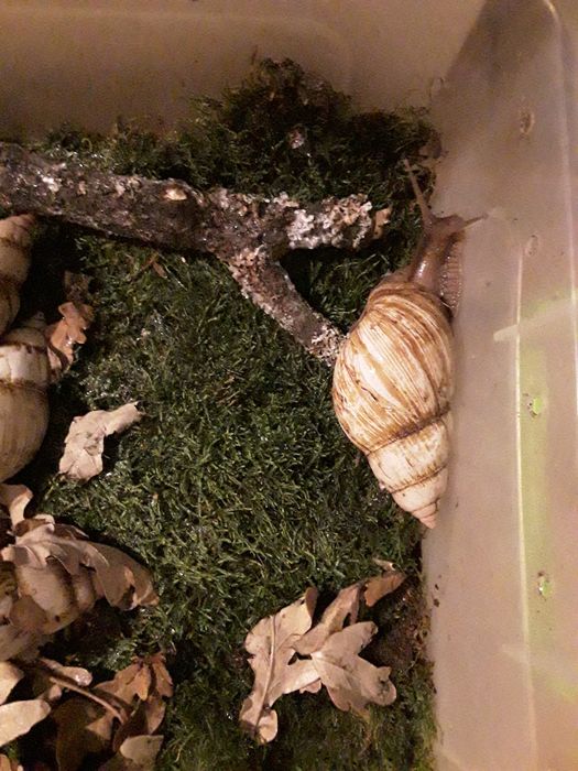 Ахатины Иммакулята