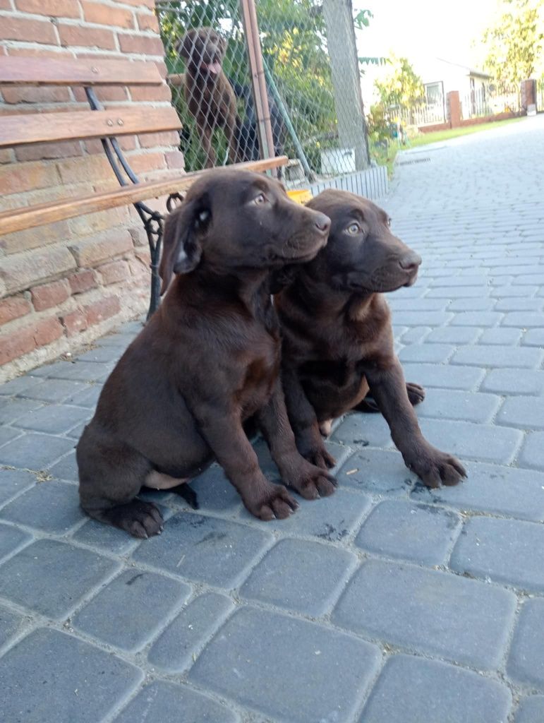 Szczeniak Labrador Retriever