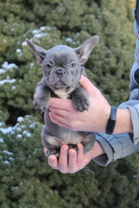 Щенки французики