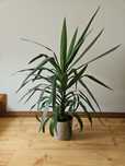 Yucca elephantipes (Jukka gwatemalska) 4 sztuki