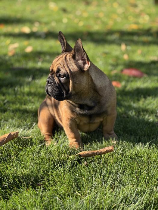Франзузські бульдожки КСУ/FCl
