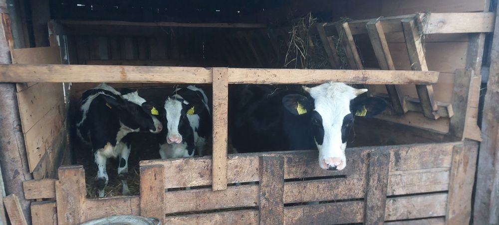 Sprzedam 5 jałówek do dalszego chowu