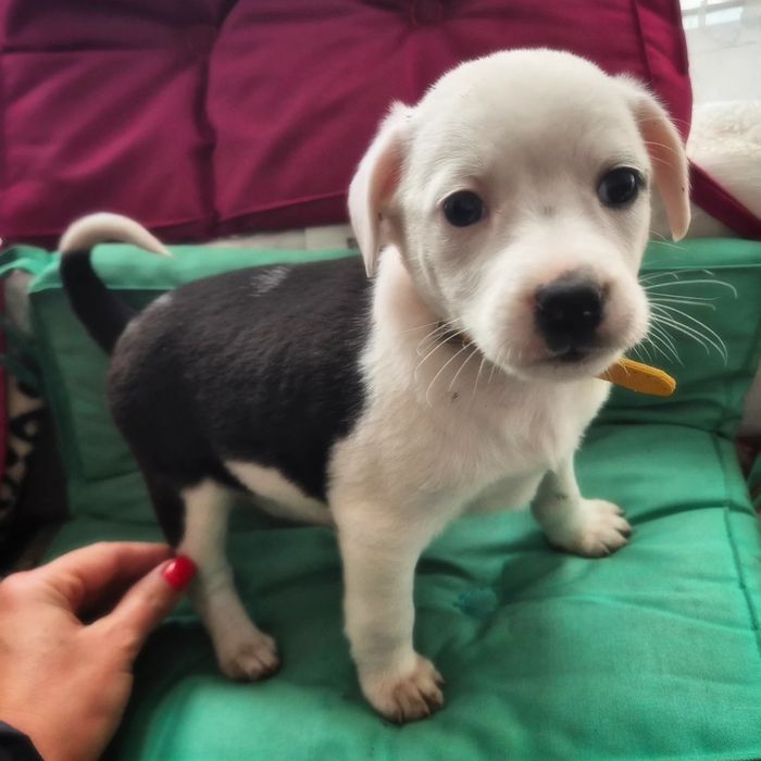 Прилаштовуються цуцики! Безкоштовна доставка та стерилізація за віком!