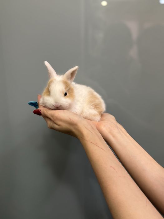 Нідерландський карликовий кролик супер  міні