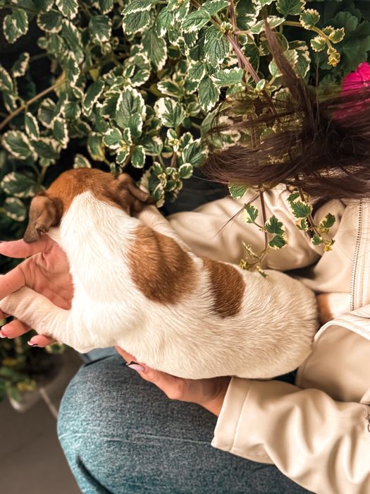 Jack Russell Terrier piesek