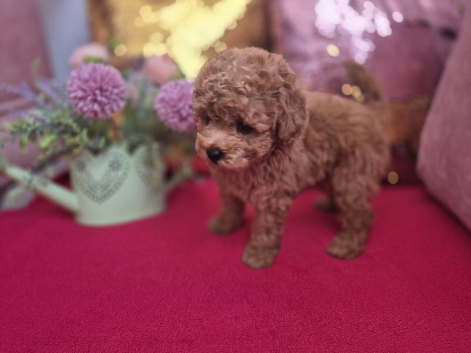 Toy Pudel. Dziewczinka. Red Brown