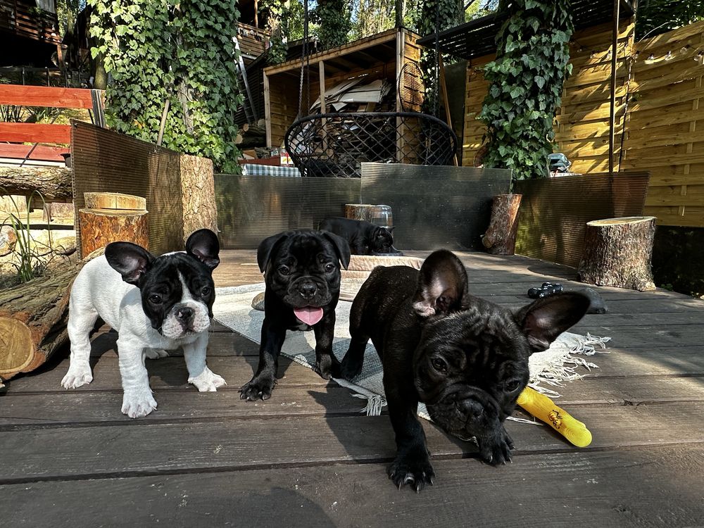 Buldog Francuski