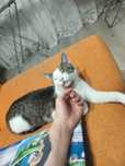 Oddam 9 miesięcznego , wysterylizowanego kota w dobre rece