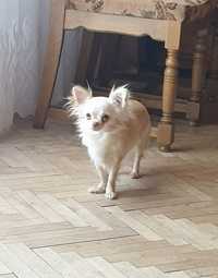 Chihuahua długowłosa suczka