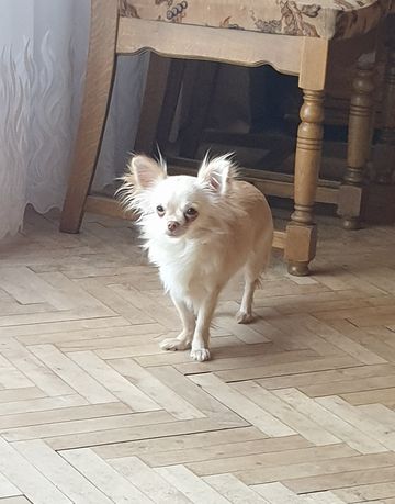 Chihuahua długowłosa suczka