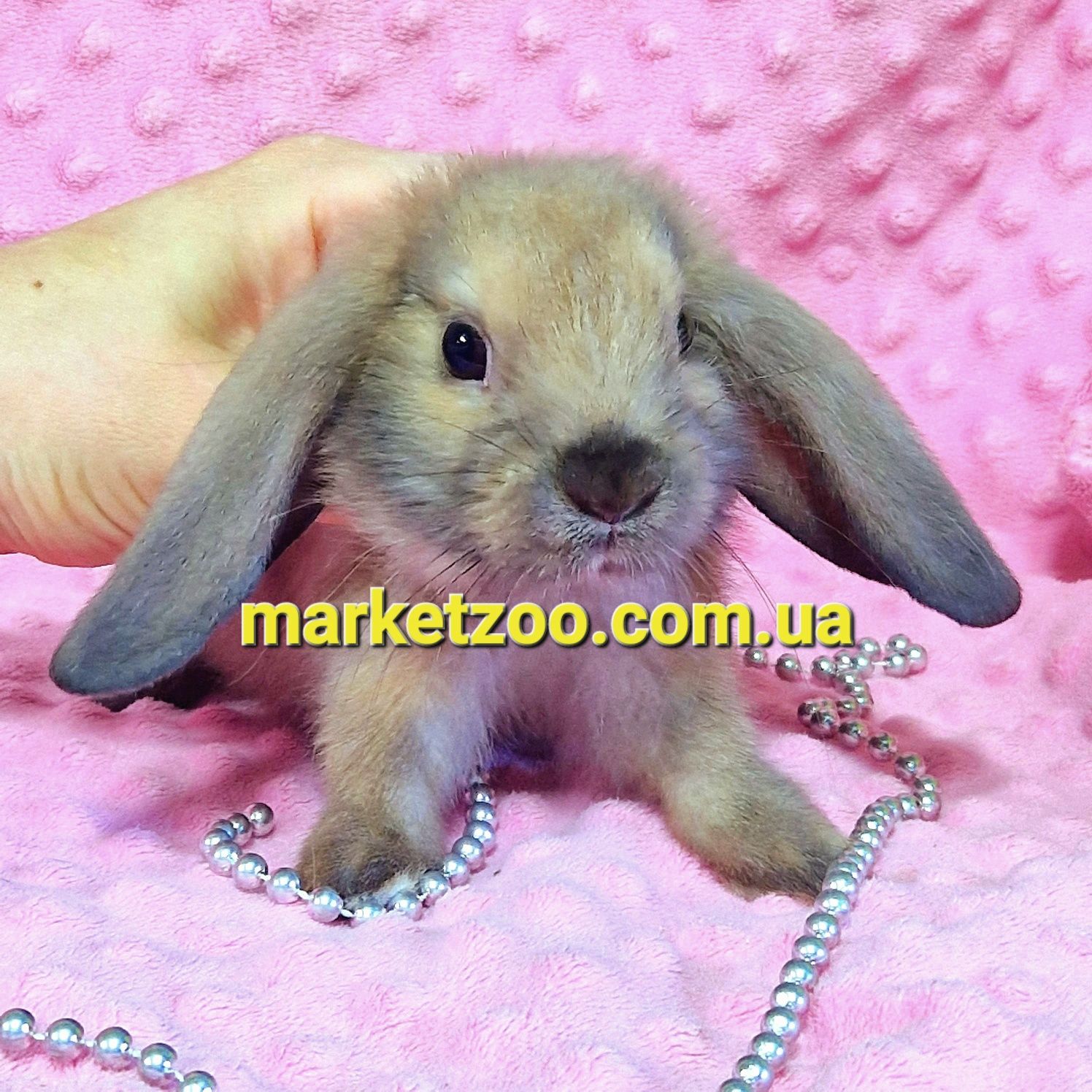 Мини мiнi кролик,карликовые кролики mini lop,висловухий вислоухий бара