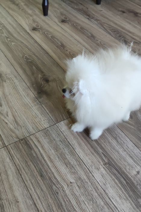Pomeranian Szpic miniaturowy