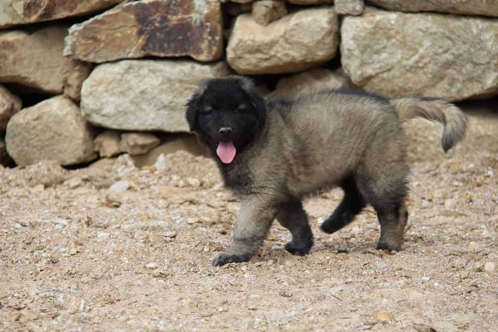 Cachorro Serra da Estrela com Lop e Afixo