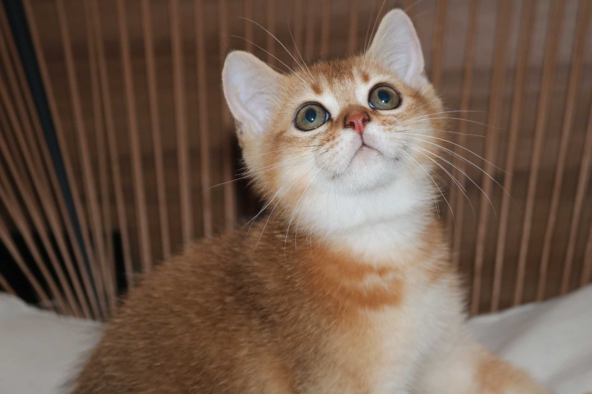 gatinho scottish straight golden
