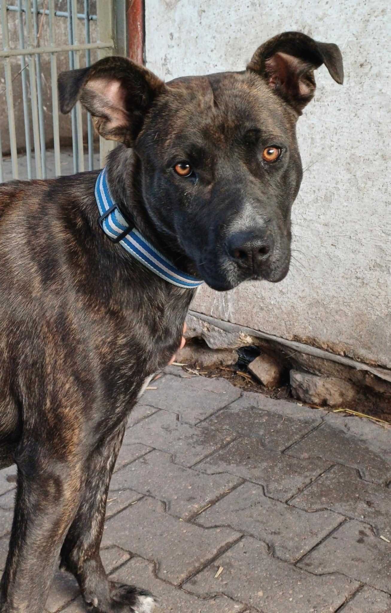 Tigra ok 2 let.sunia w typ. rasy czeka na kochajacego opieluna Sylwia