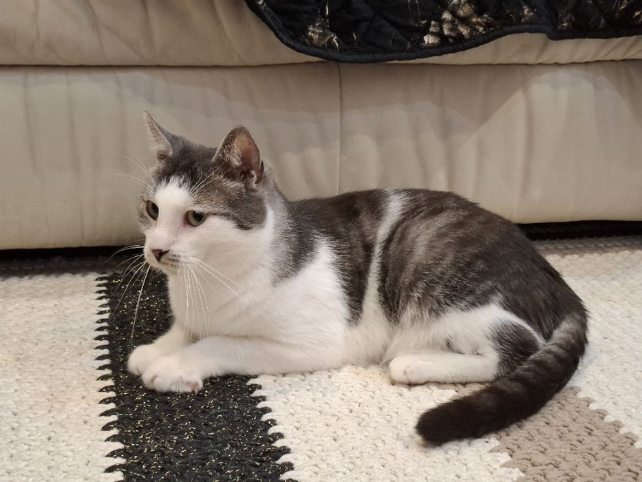 Popiołek pilnie szuka domu