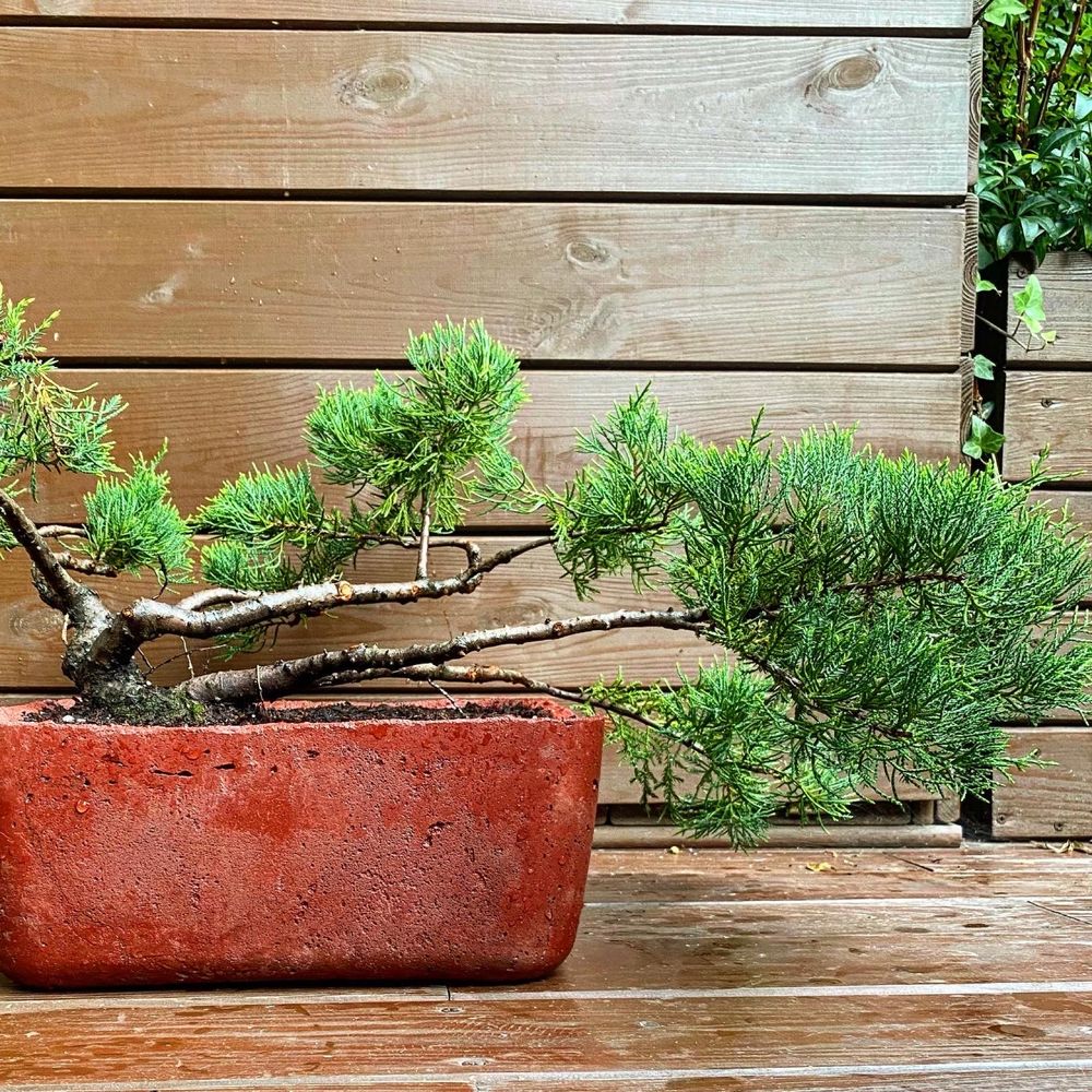 Dekoracujne bonsai jalowiec w betonowej donicy
