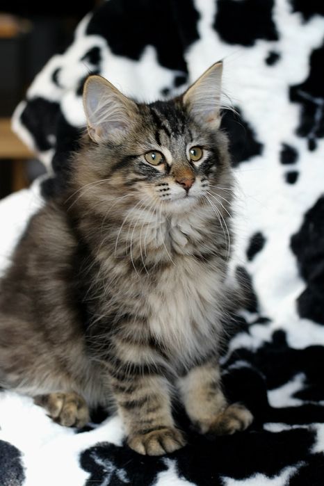 Kocurek Norweski Leśny Barwne Wątki*PL Rodowód FiFe