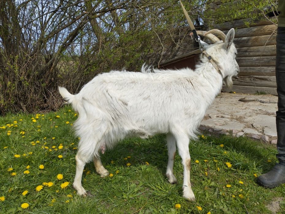 Продається дійна коза