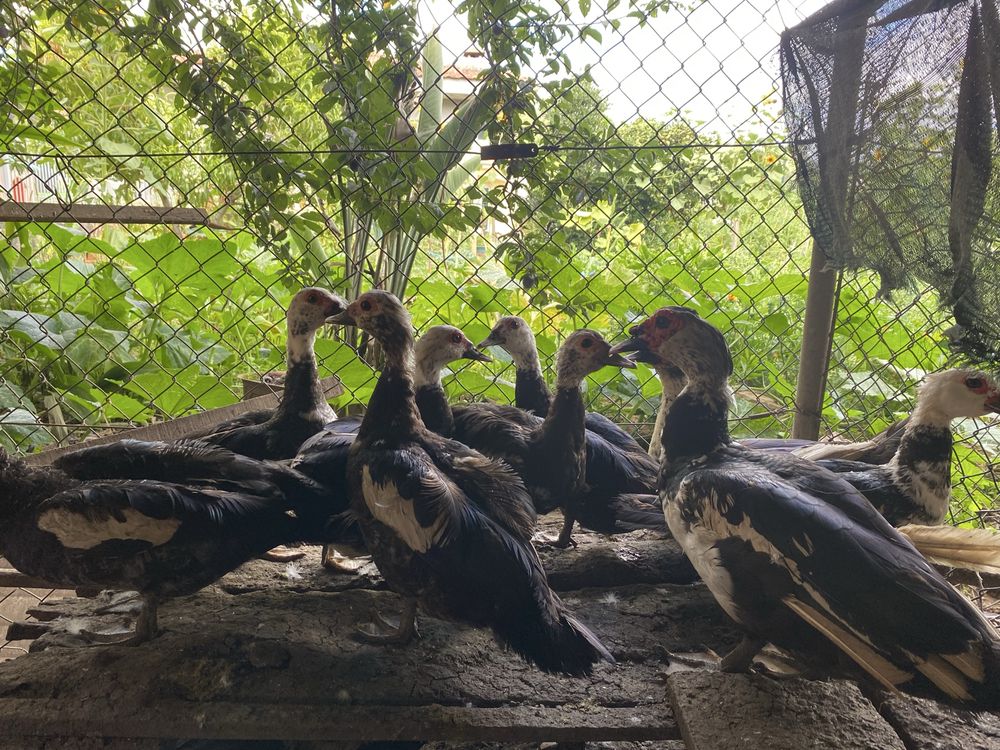 Patos mudos Adultos