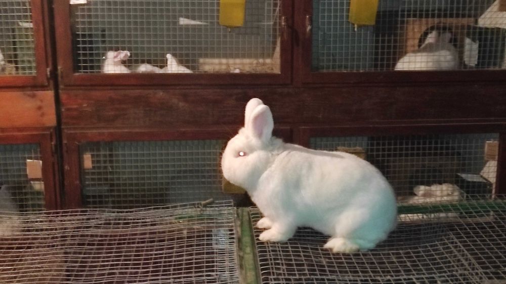 Продам Кроликів НЗБ