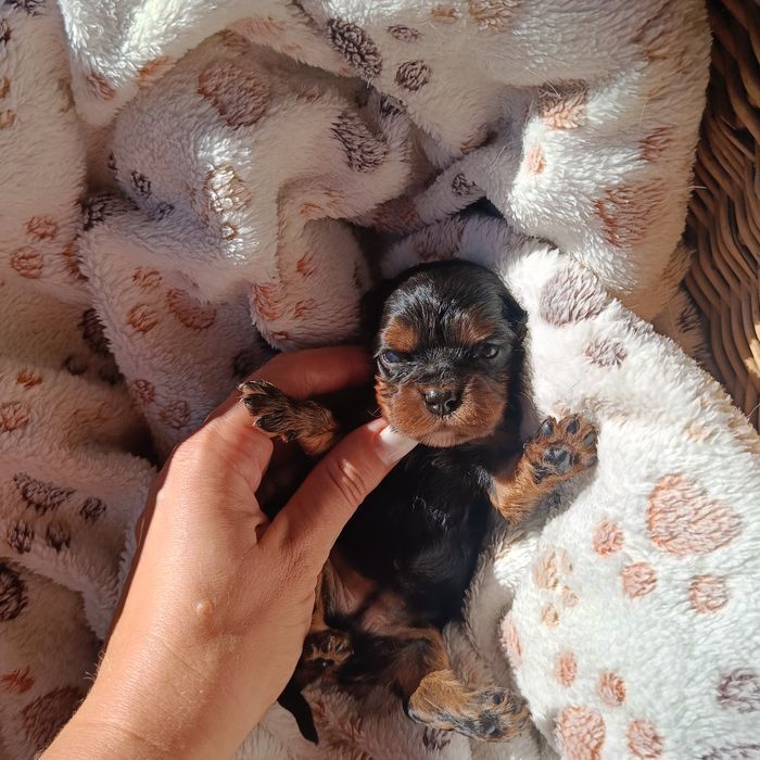Cavalier King Charles spaniel maści B &t