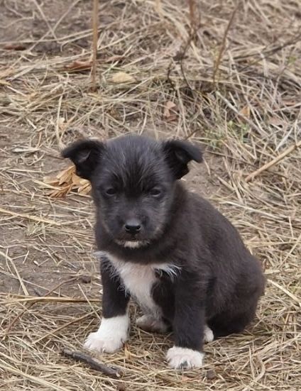Щеночек Мальчик в добрые  ручки