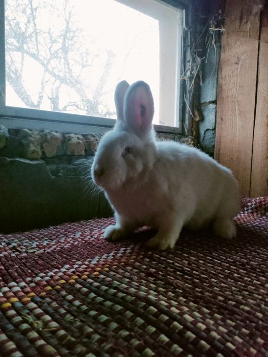 Sprzedam samicę nowozelandzką z rodowodem