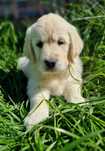 Urocza sunia Golden retriever ZKwP (FCI)