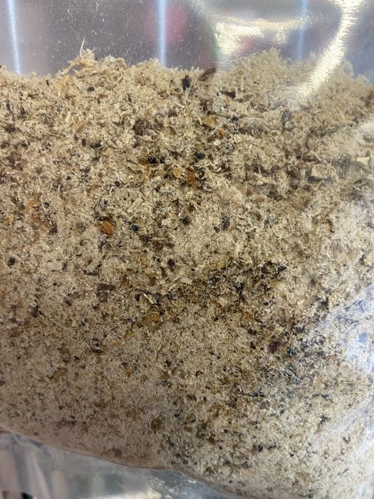 Żwacze wołowe mielone dla psa niejadków 100g zooanimals