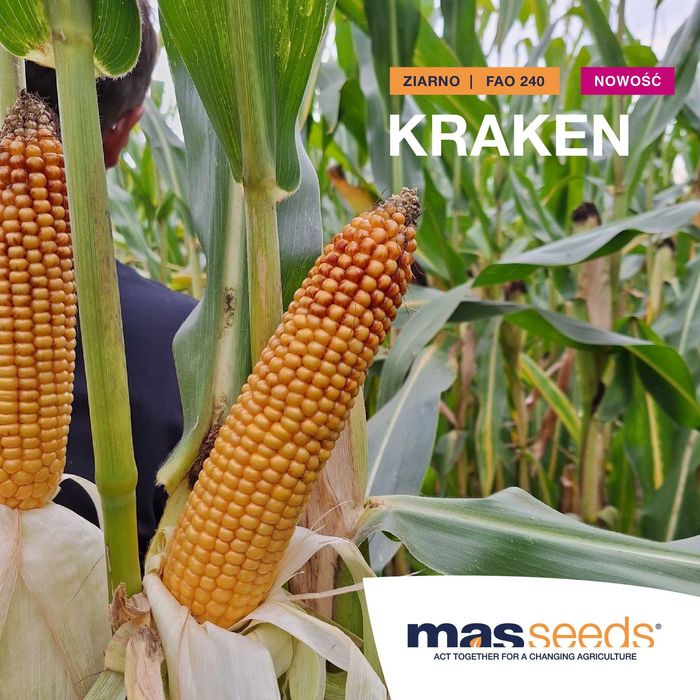 Kukurydza KRAKEN MAS, 240 fao, flint super plon ziarno, dkc, lg, igp