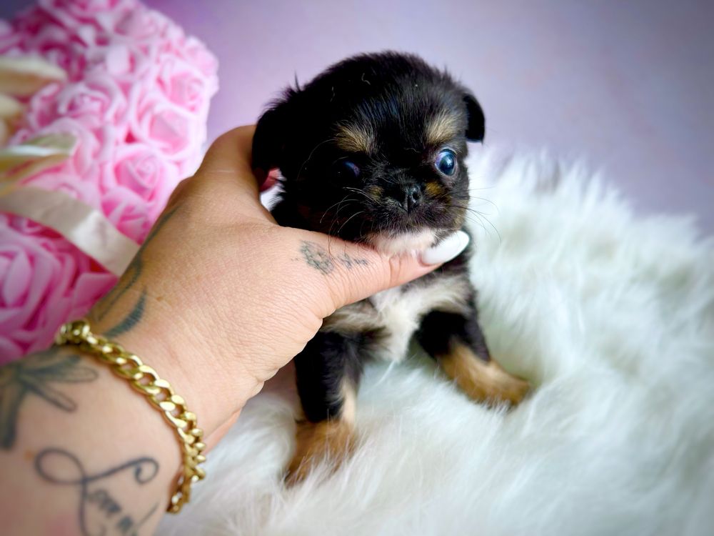 ***Xxs długowłosa laleczka chihuahua śliczna tri color dziewczynka***