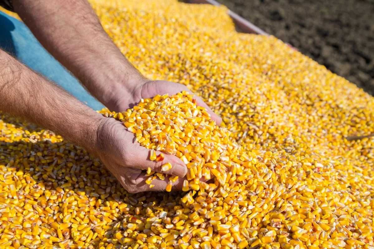 Kukurydza sucha POLSKA 2023 ( transport ) cena z dostawą