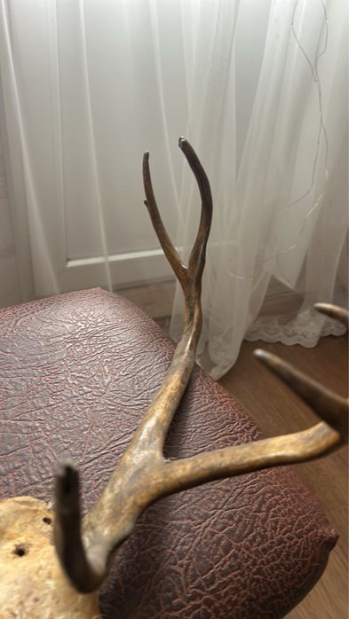 Рога Северного оленя