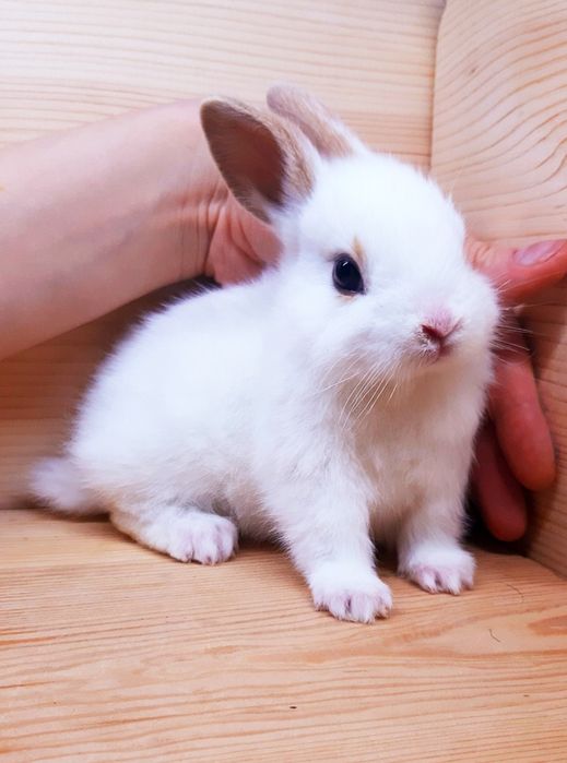 Карликовые супер мини кролики декорат.торчеухие и вислоухие кролики